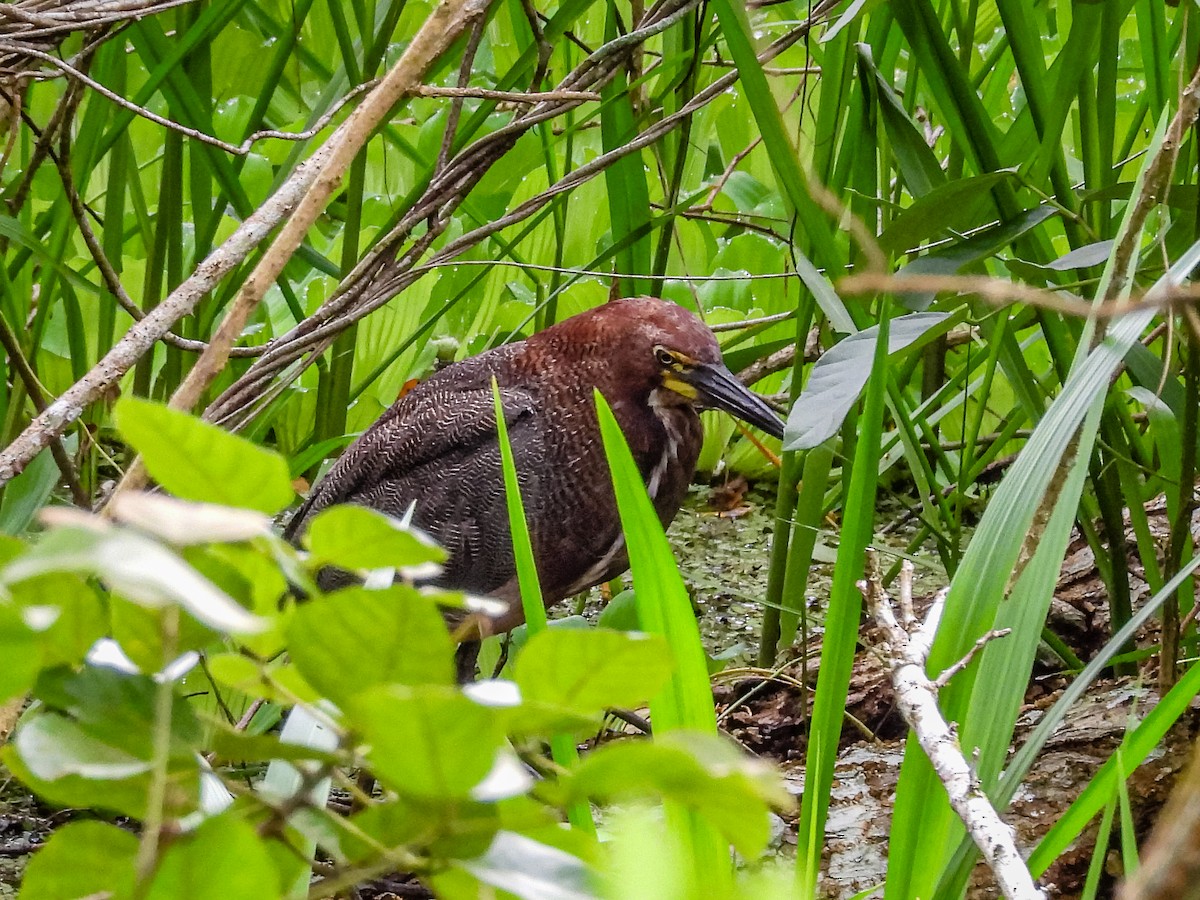 Rufescent Tiger-Heron - ML637757062