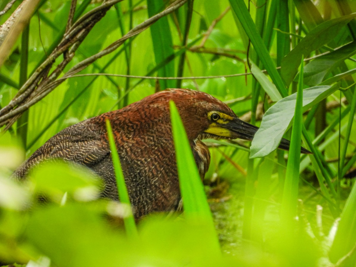 Rufescent Tiger-Heron - ML637757063