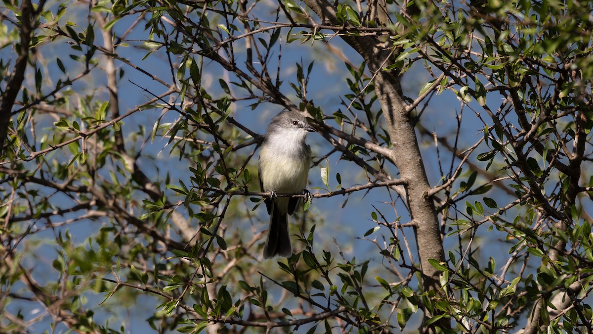 Suiriri Flycatcher - ML637757066