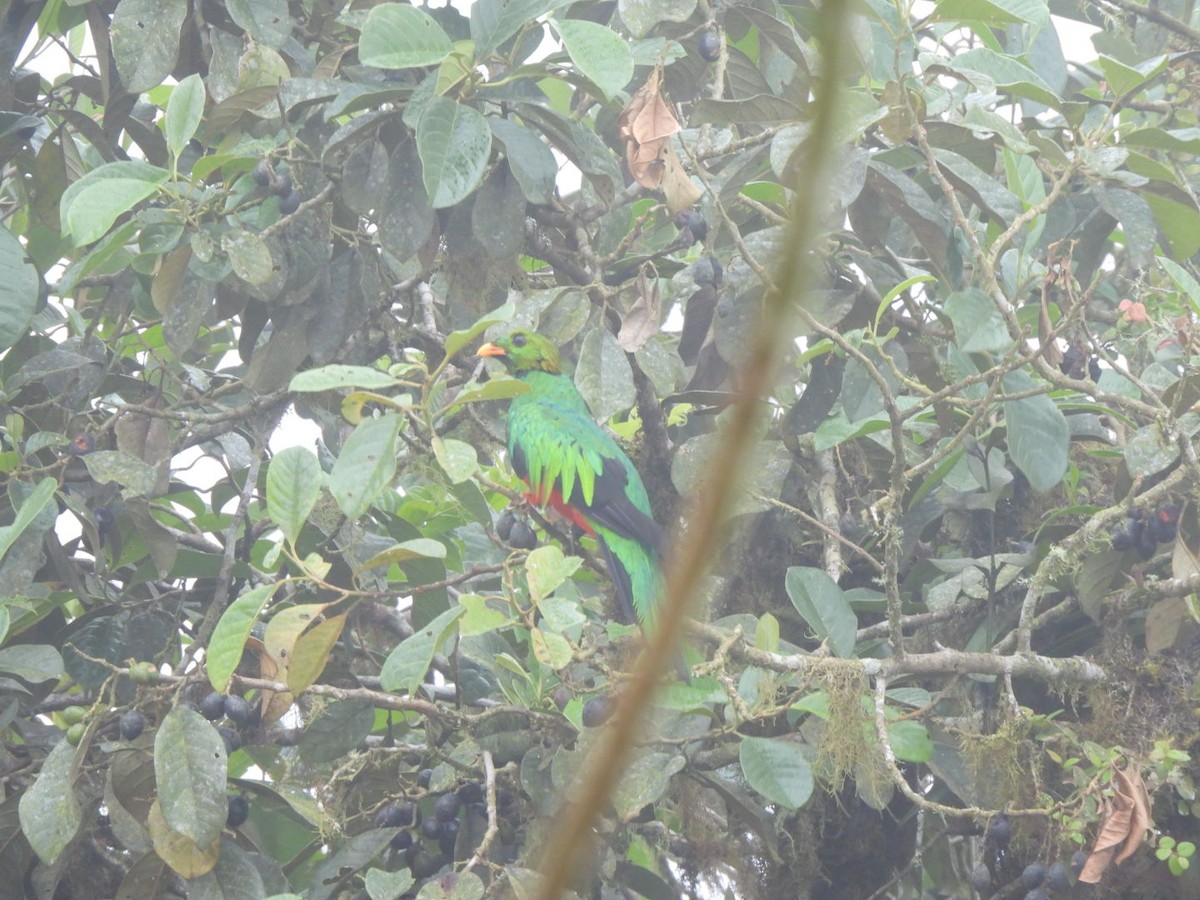 Golden-headed Quetzal - ML637757093