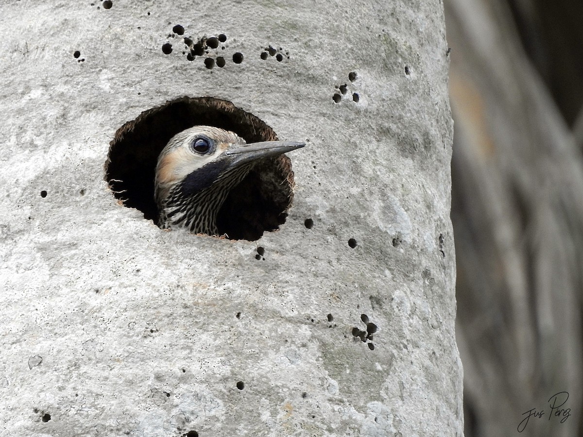 Fernandina's Flicker - ML637757109