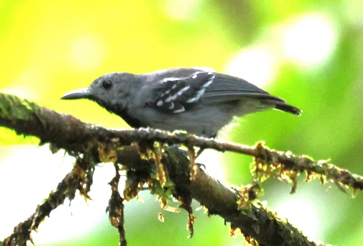 Long-winged Antwren - ML637757115