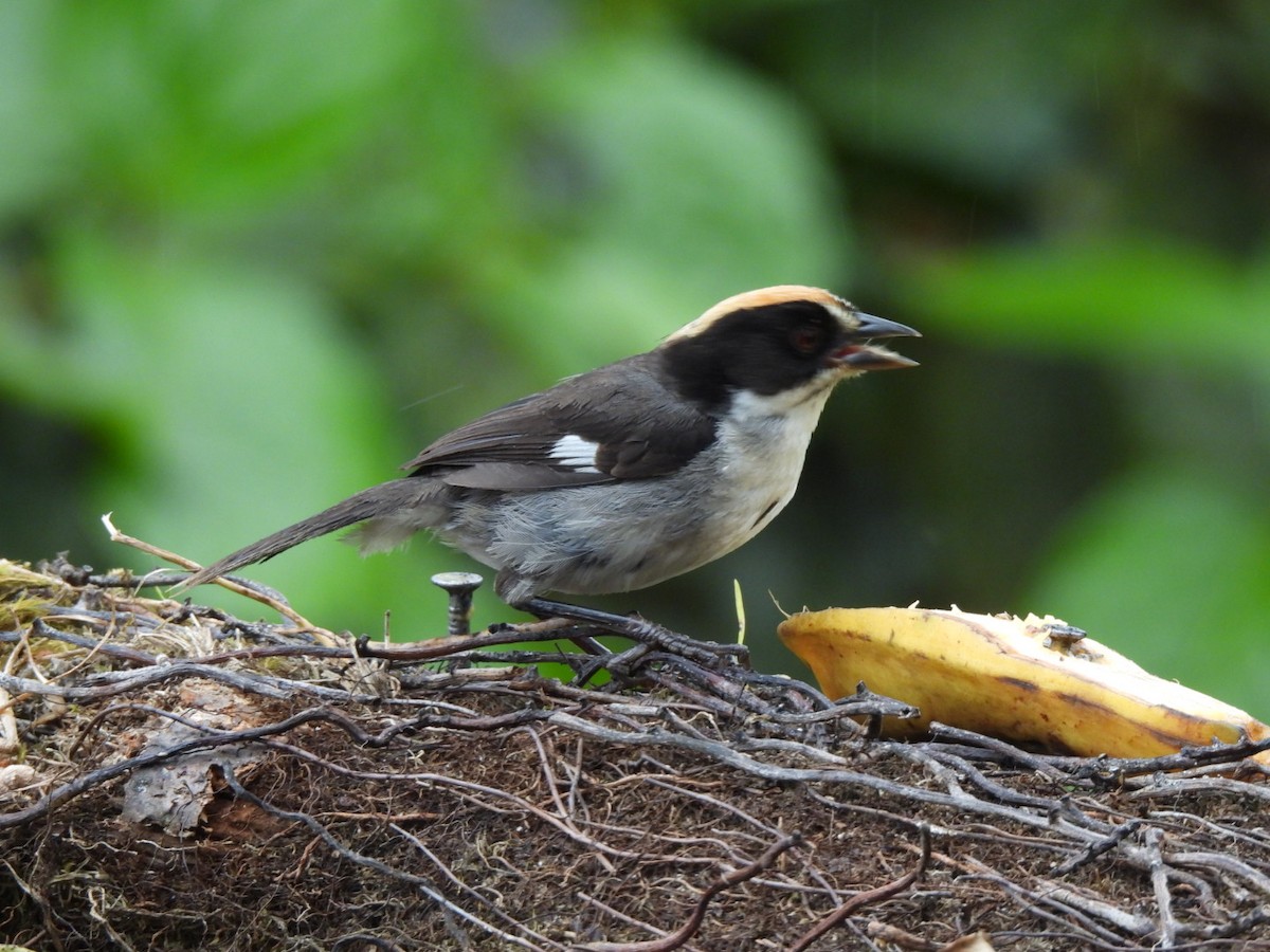White-winged Brushfinch - ML637757135