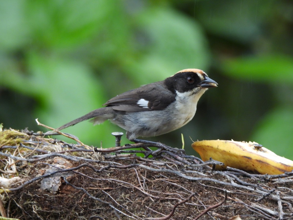 White-winged Brushfinch - ML637757136