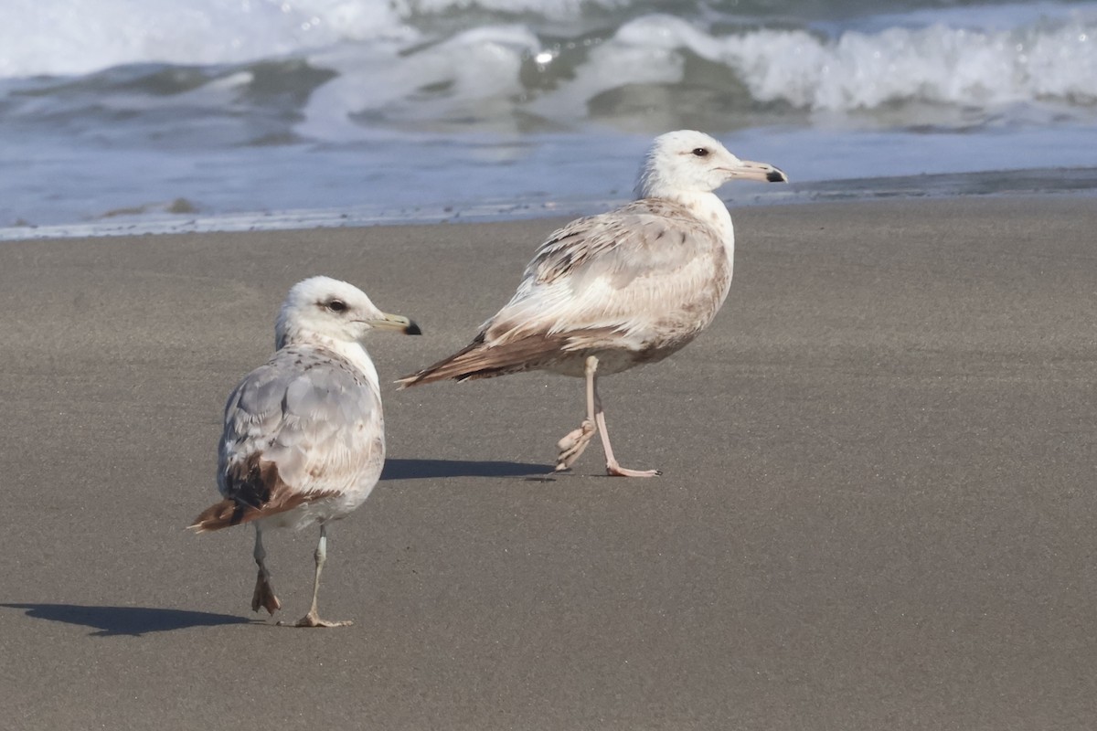 California Gull (albertaensis) - ML637757146