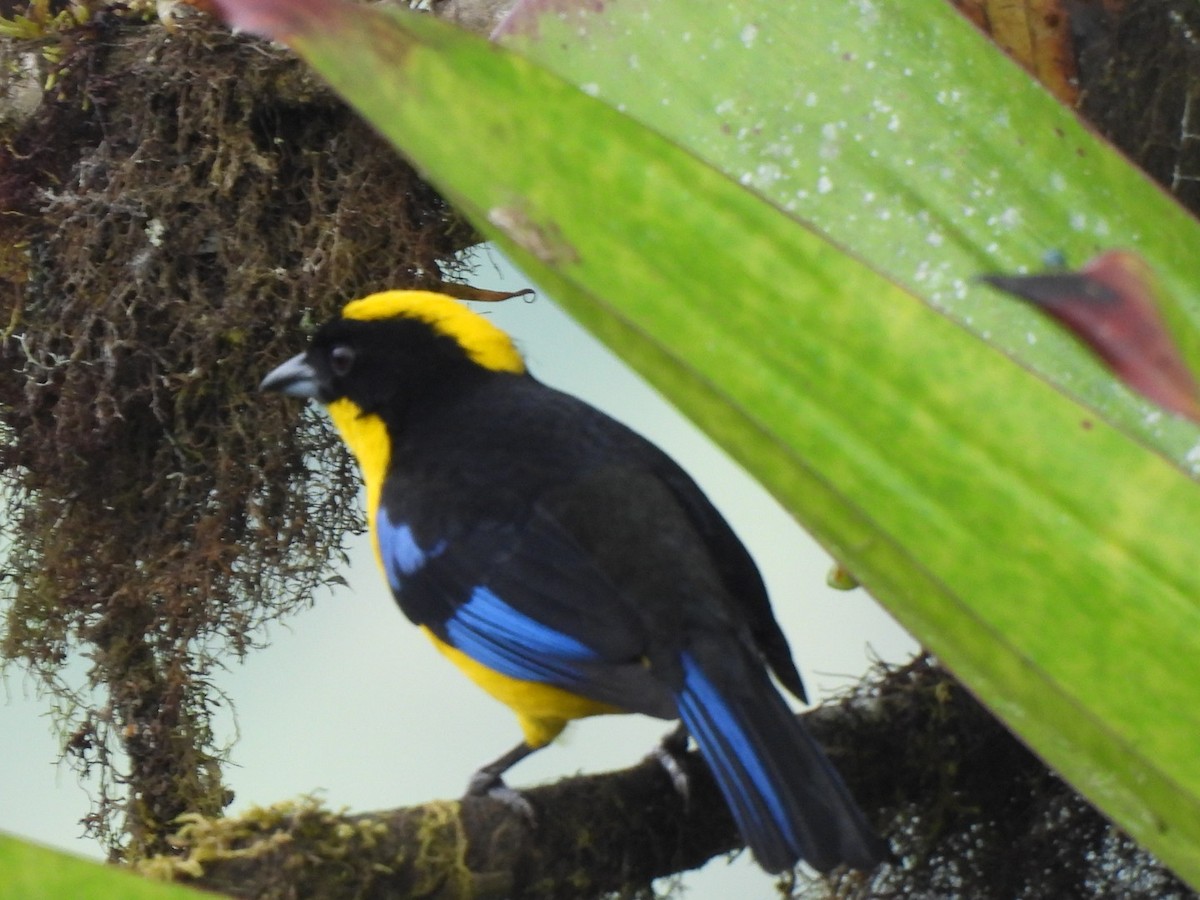 Blauflügel-Bergtangare - ML637757151