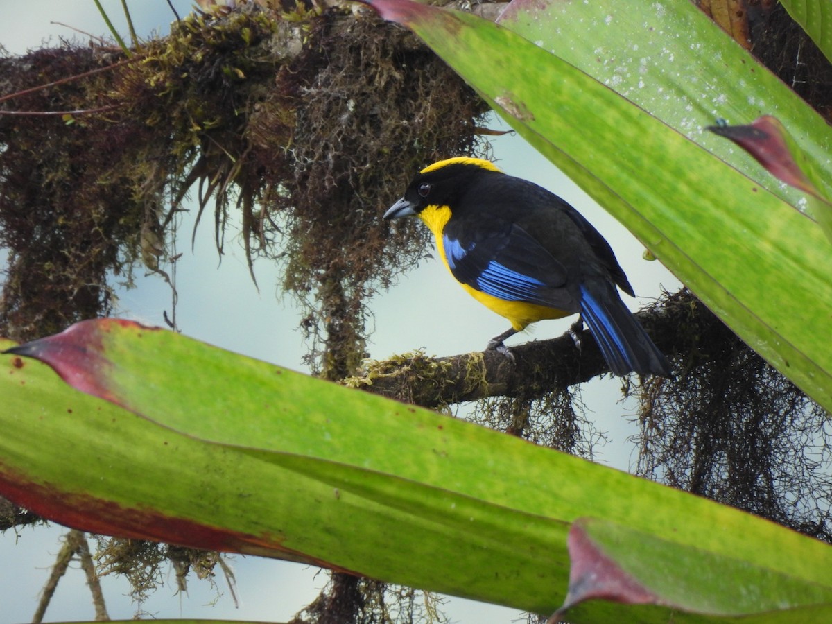 Blauflügel-Bergtangare - ML637757152