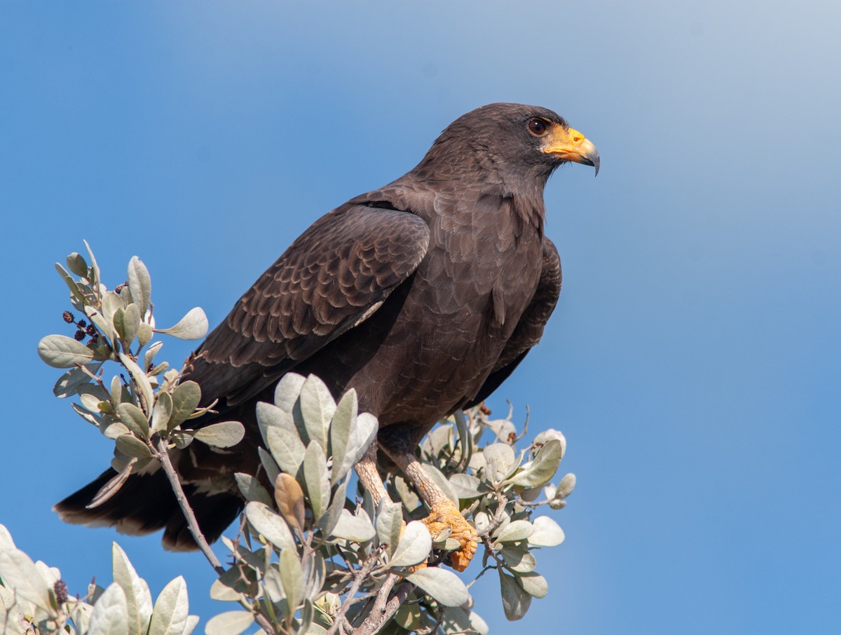 Cuban Black Hawk - ML637757154
