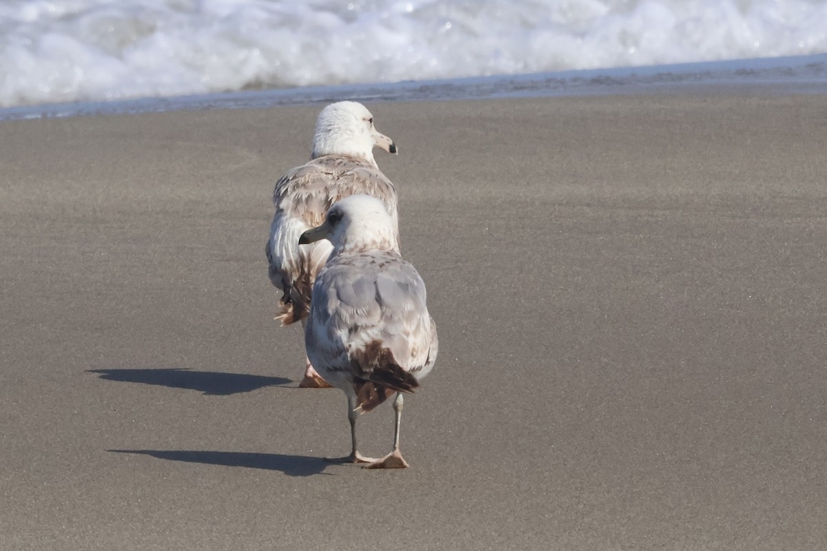 California Gull (albertaensis) - ML637757159
