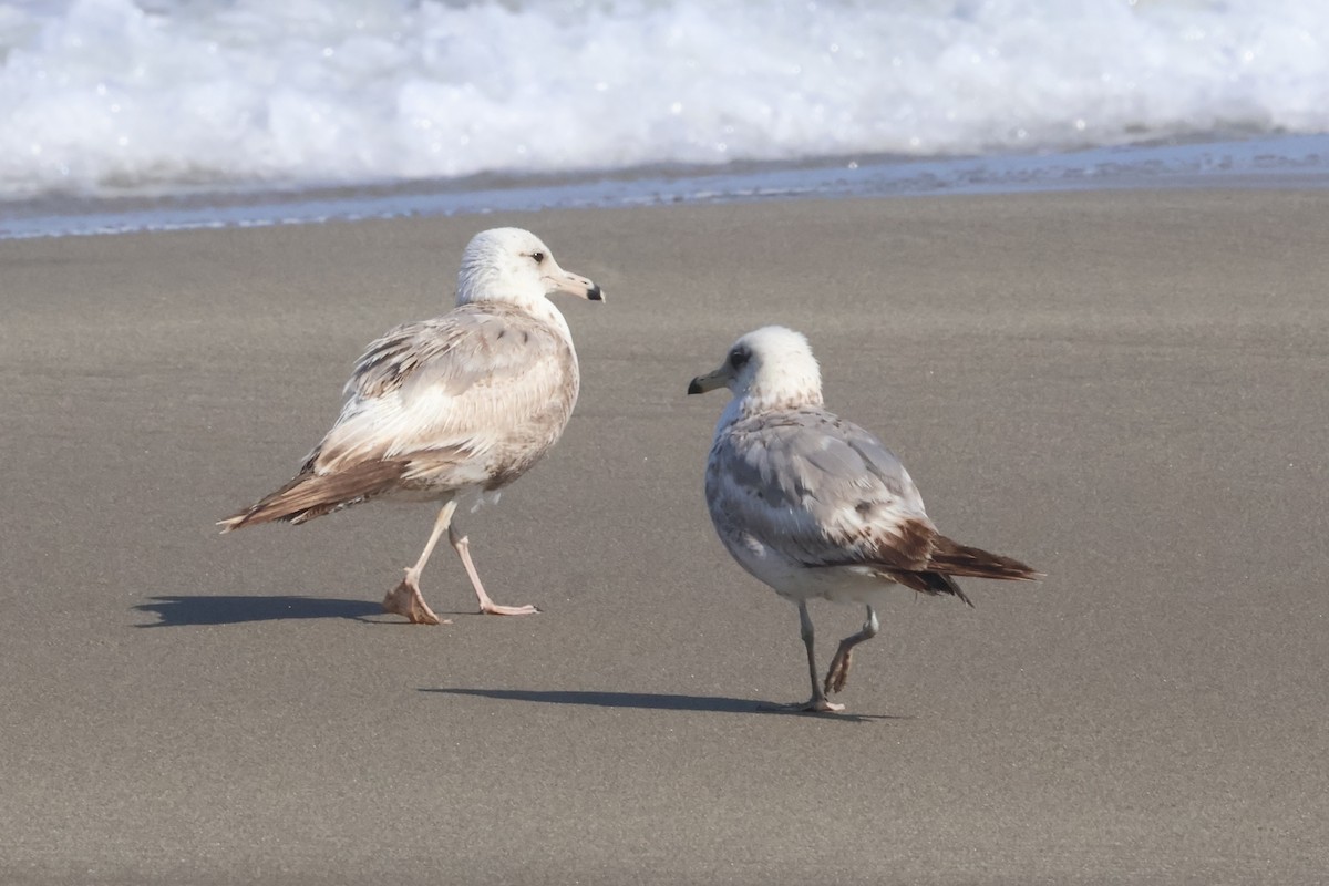 California Gull (albertaensis) - ML637757160