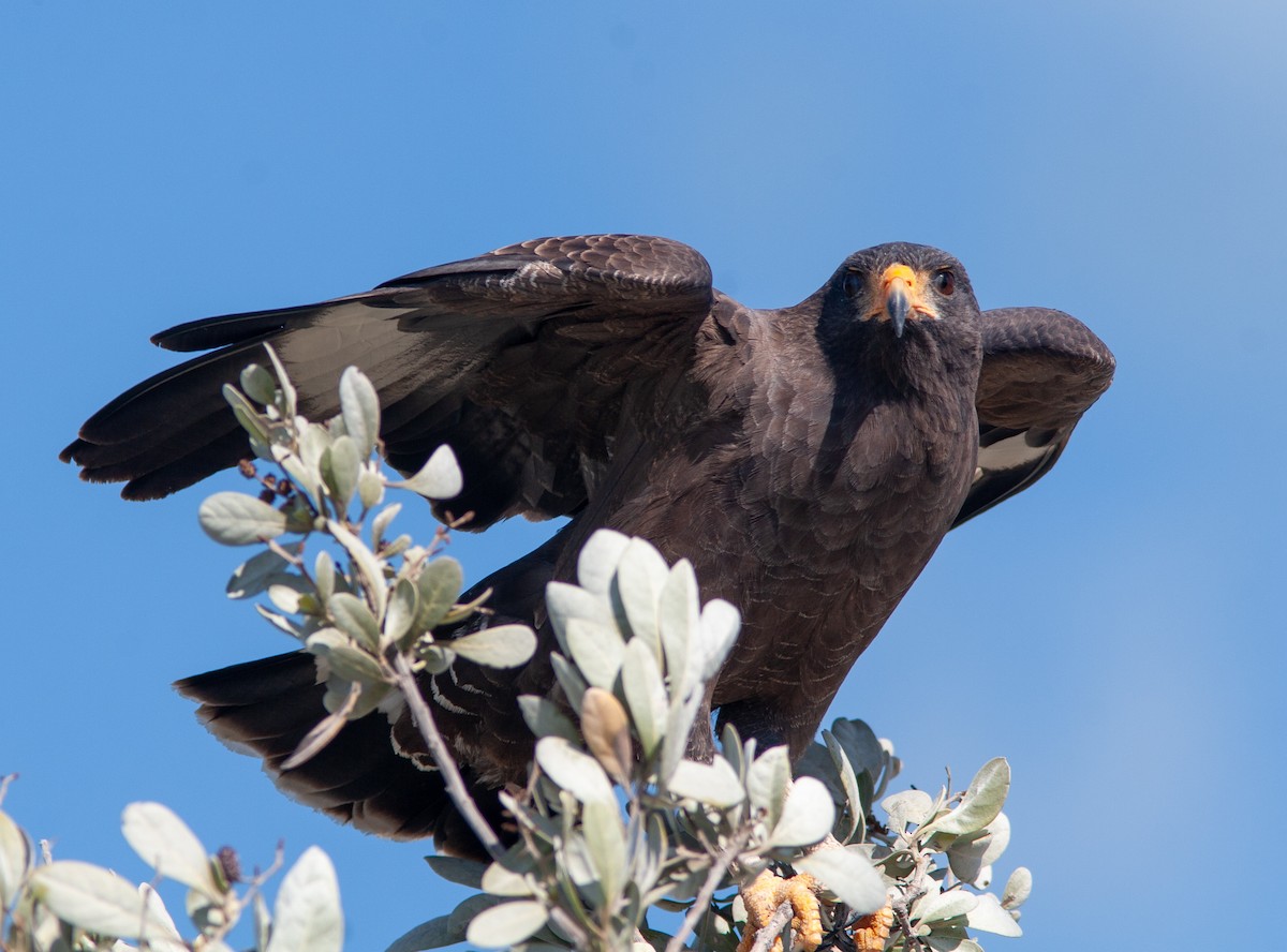 Cuban Black Hawk - ML637757165