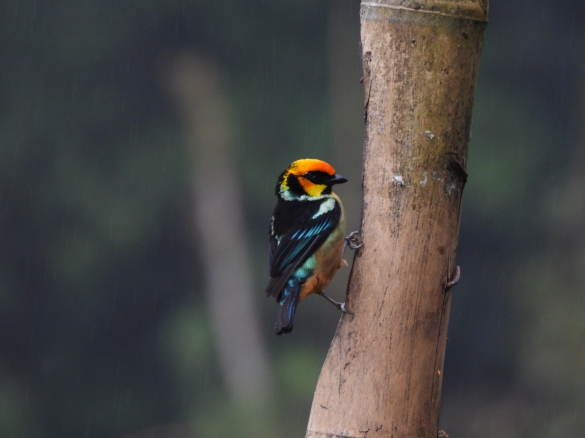 Flame-faced Tanager - ML637757167