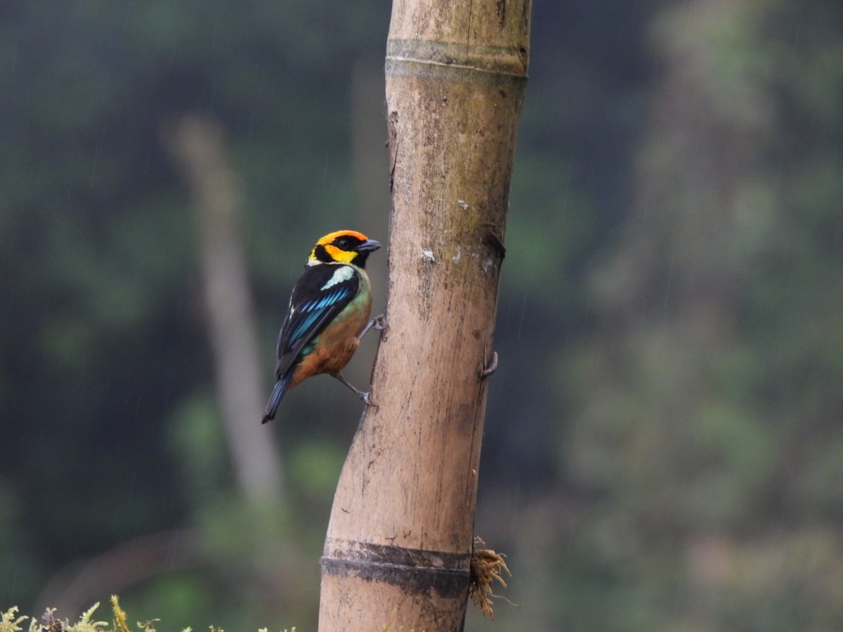 Flame-faced Tanager - ML637757168