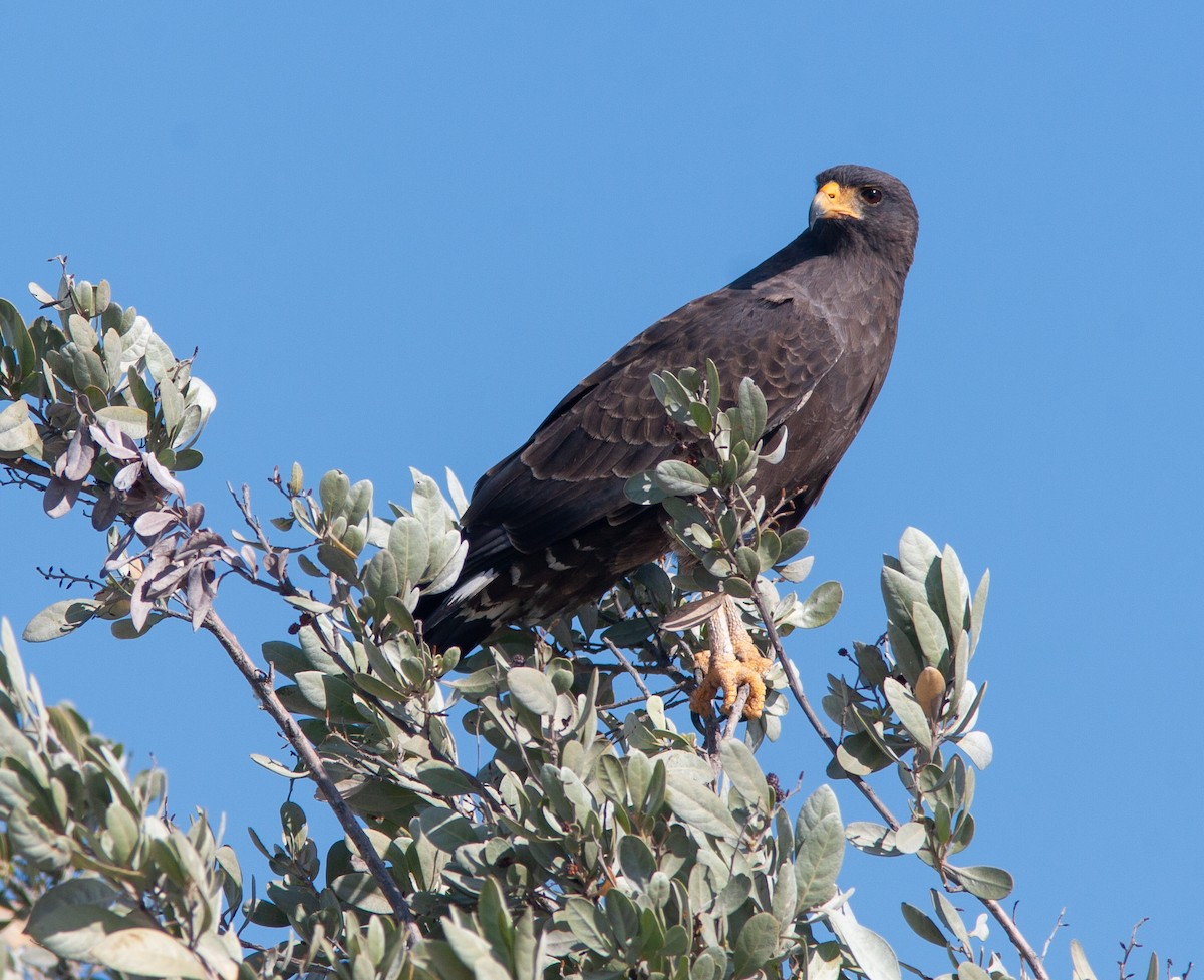Cuban Black Hawk - ML637757173