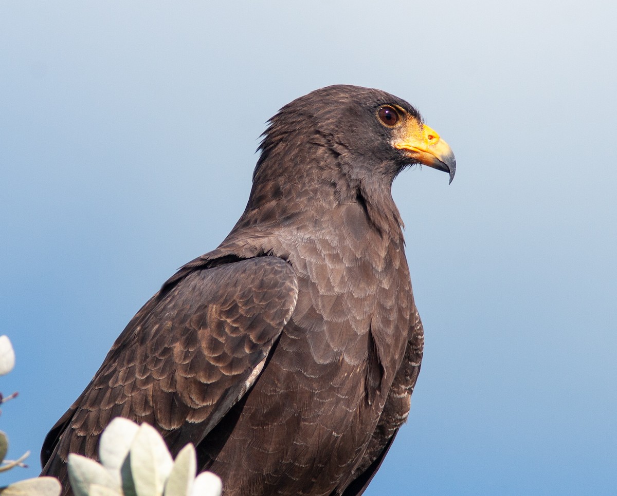Cuban Black Hawk - ML637757177
