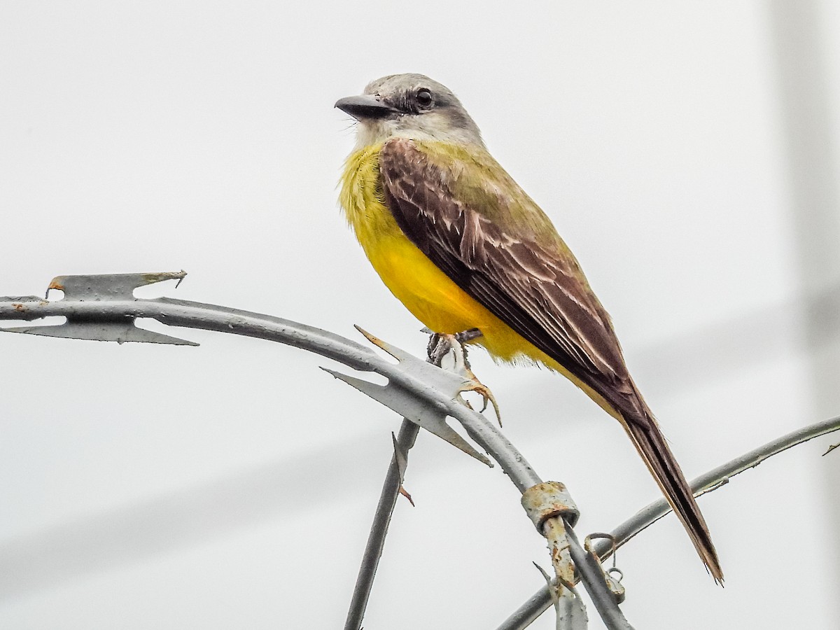 Tropical Kingbird - ML637757178