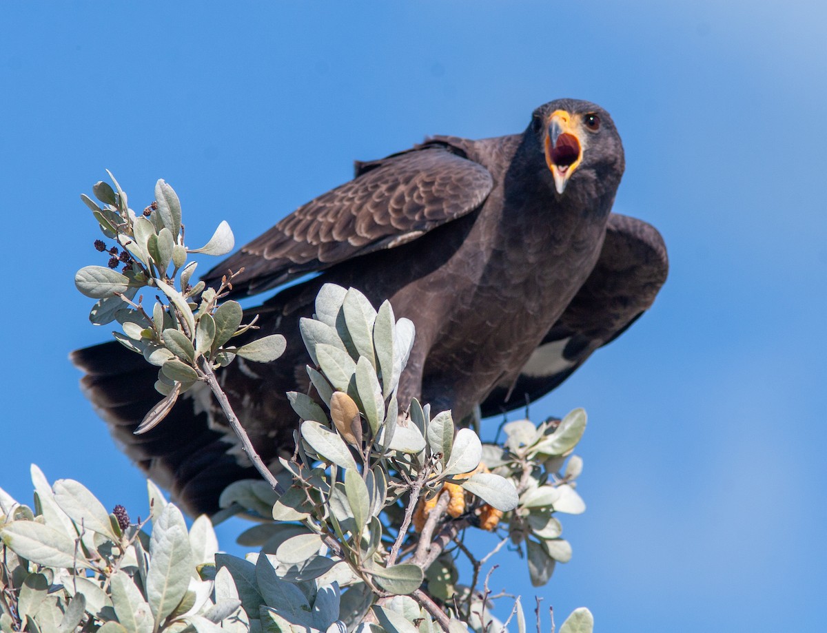 Cuban Black Hawk - ML637757187