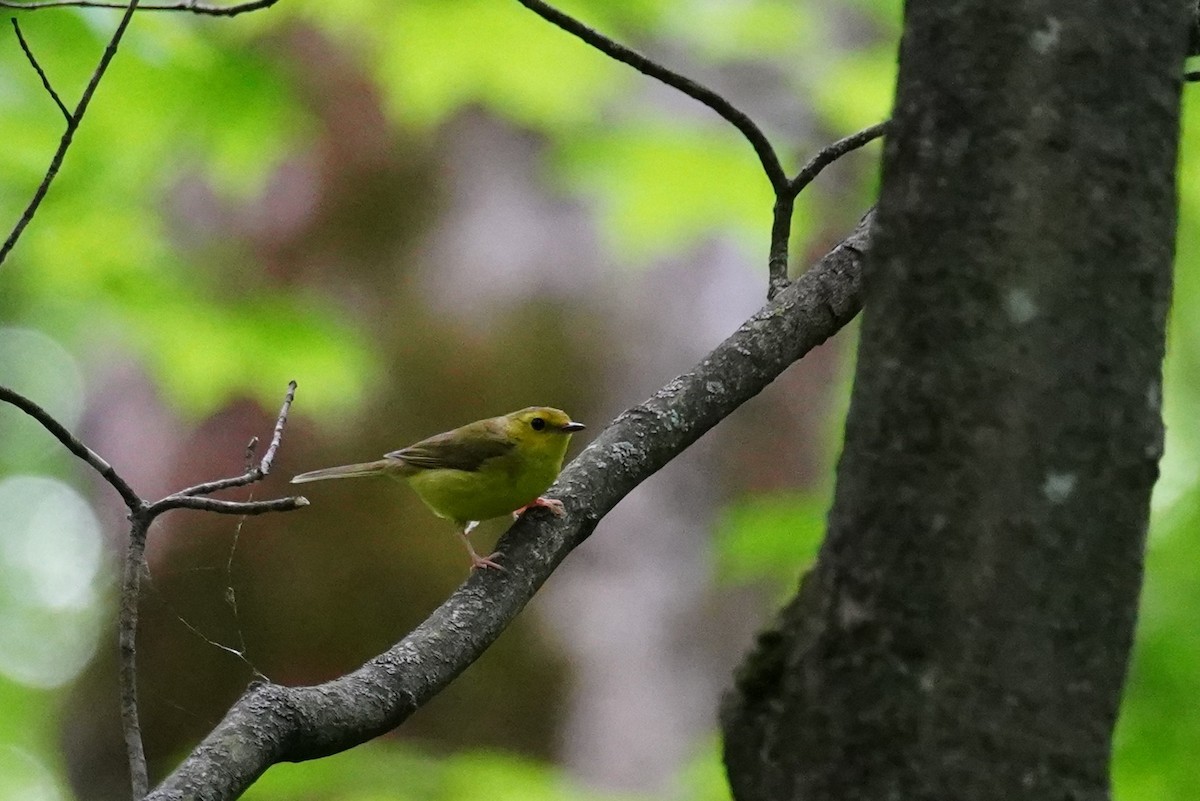 Hooded Warbler - ML637757190