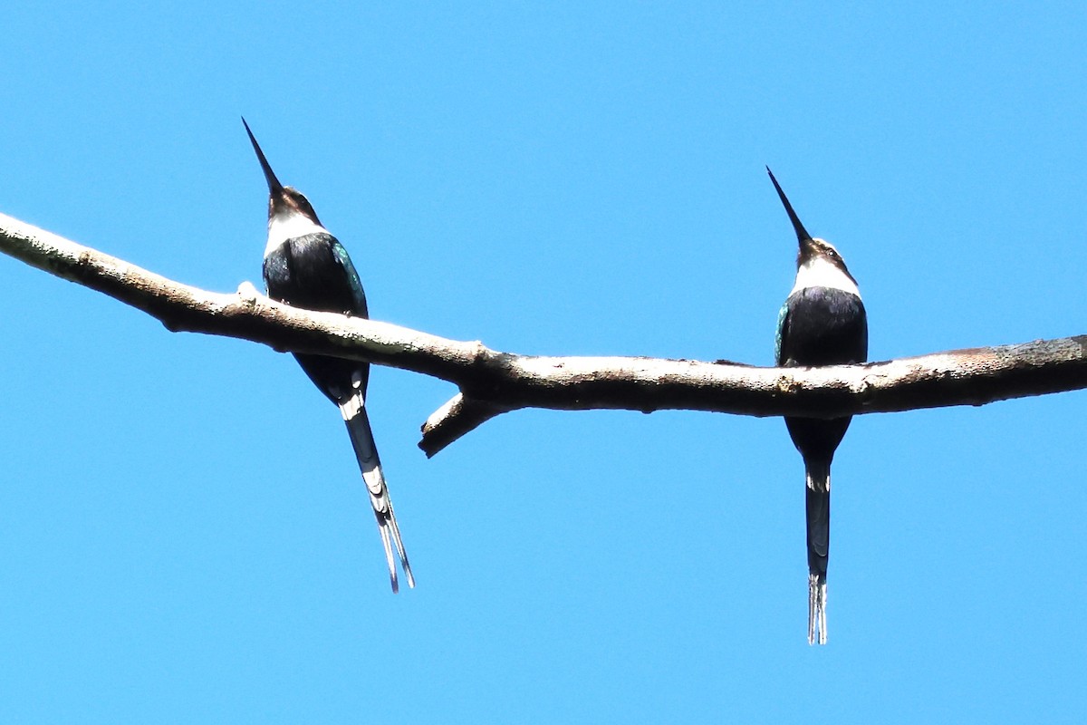 Paradise Jacamar - ML637757255