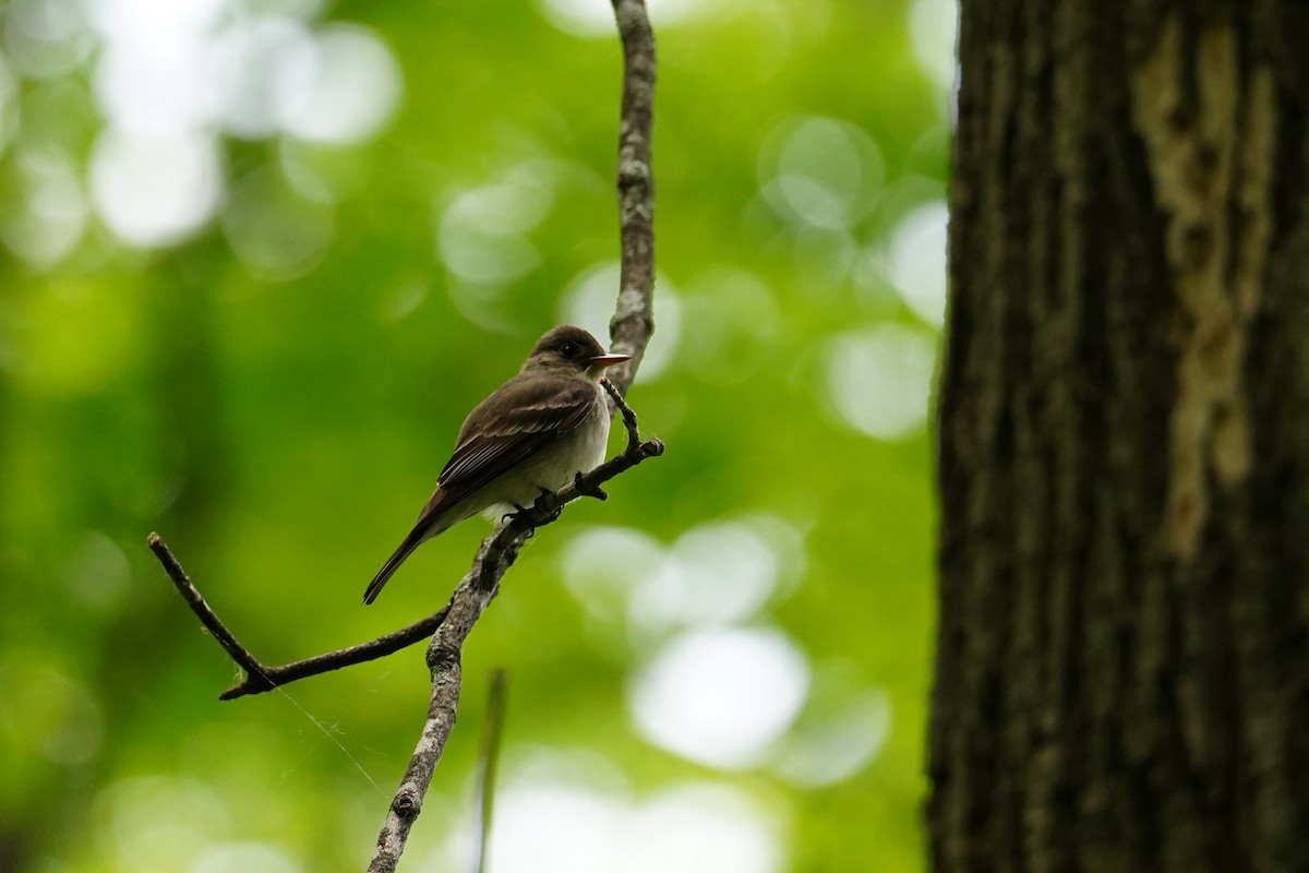 Eastern Wood-Pewee - ML637757273