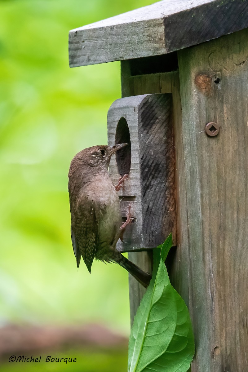 Northern House Wren - ML637757315