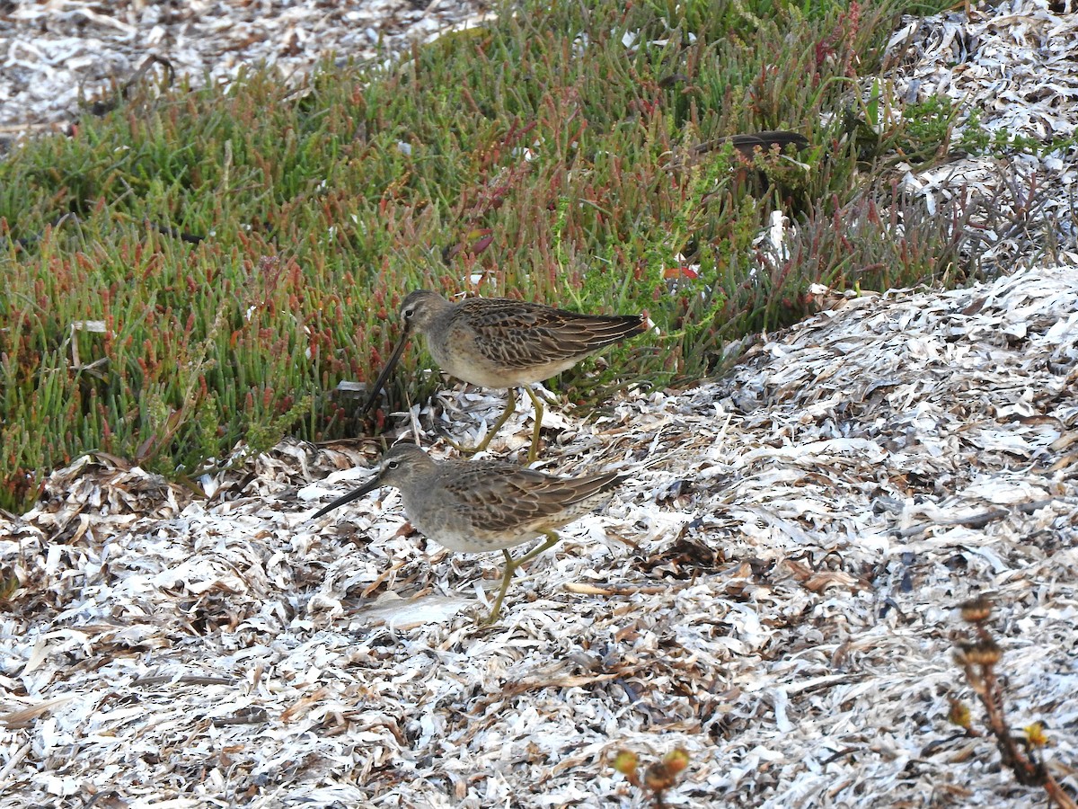 Long-billed Dowitcher - ML637757366