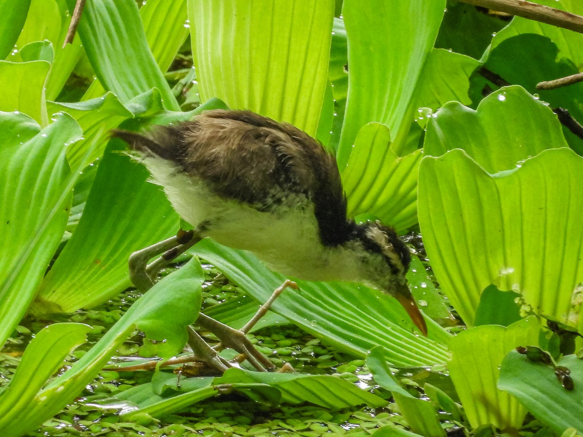 Wattled Jacana - ML637757381