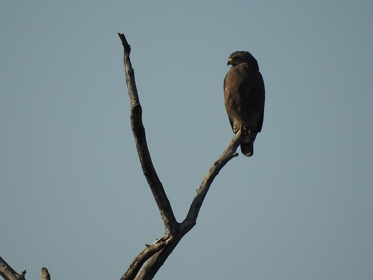 Western Banded Snake-Eagle - ML637757392