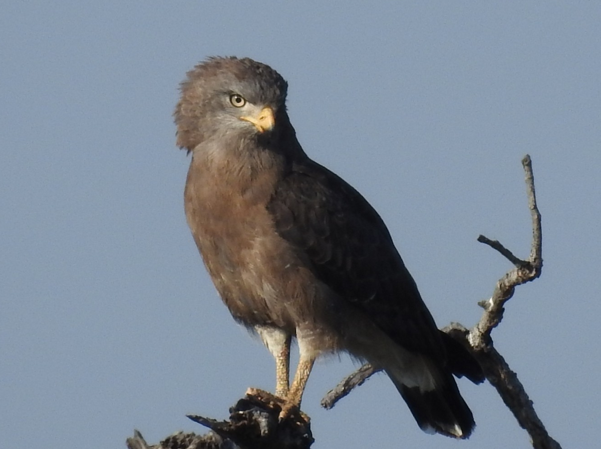 Western Banded Snake-Eagle - ML637757393