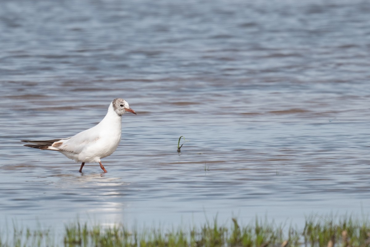 Black-headed Gull - ML637757400