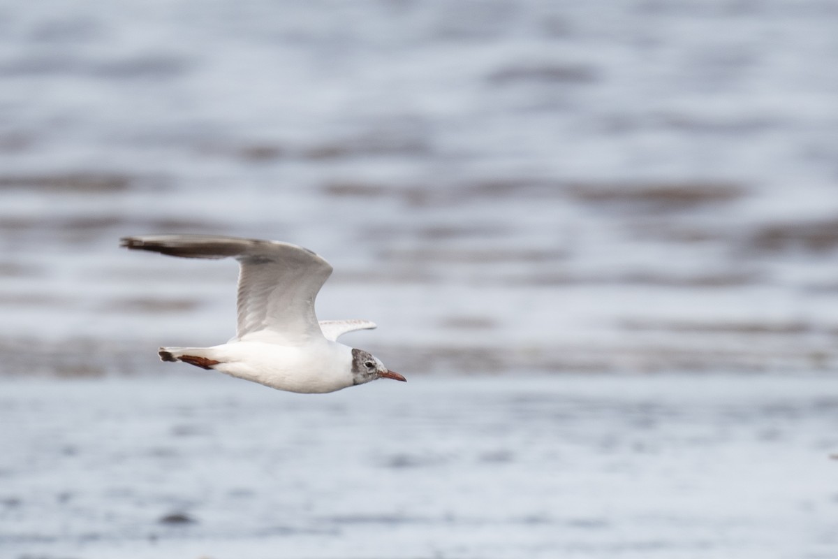Black-headed Gull - ML637757401