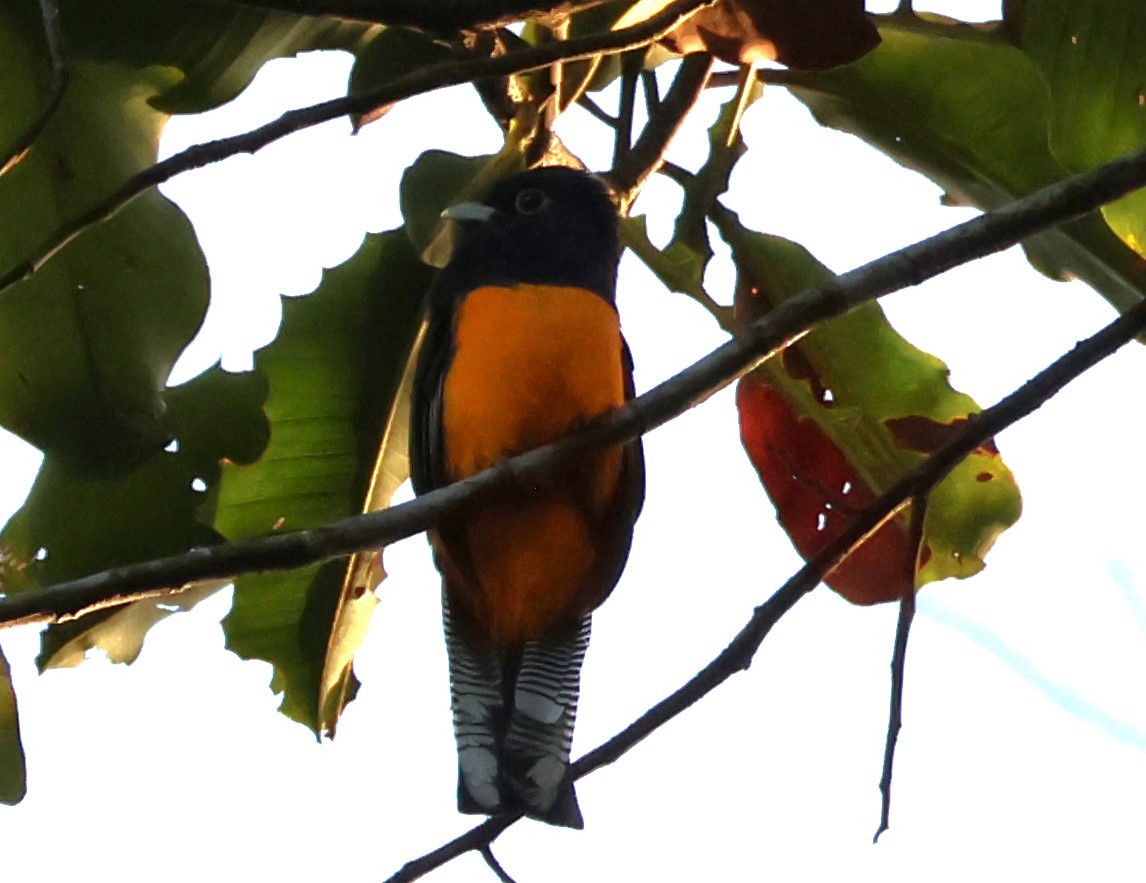 Amazonian Trogon - ML637757422