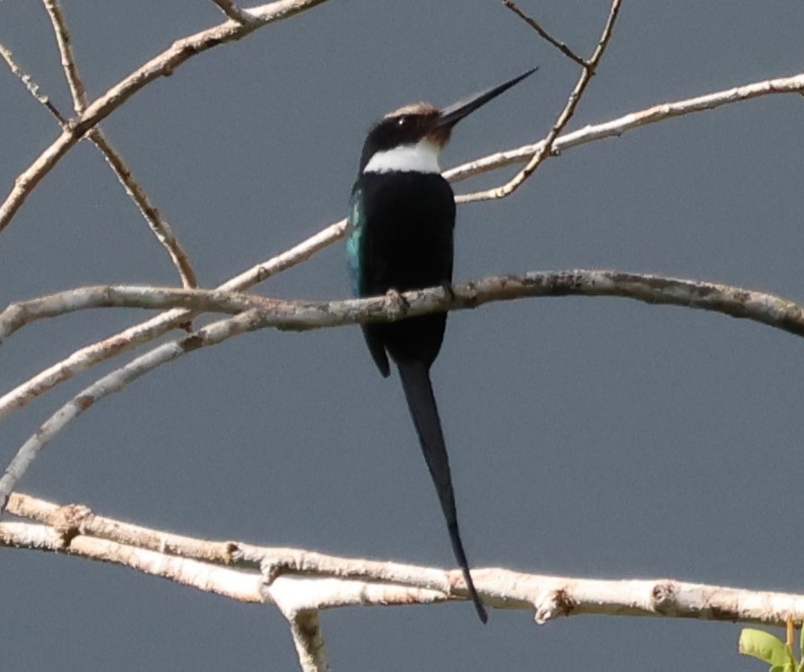 Paradise Jacamar - ML637757438