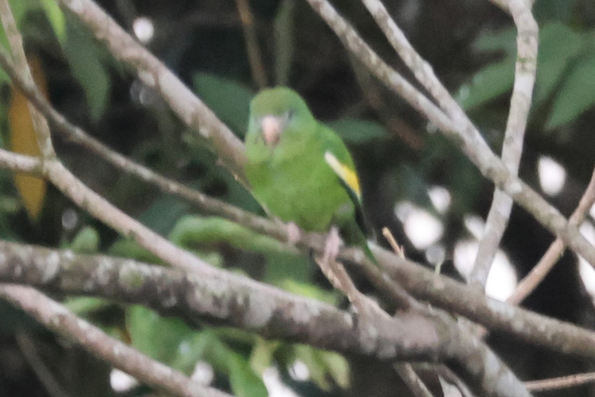 White-winged Parakeet - ML637757467