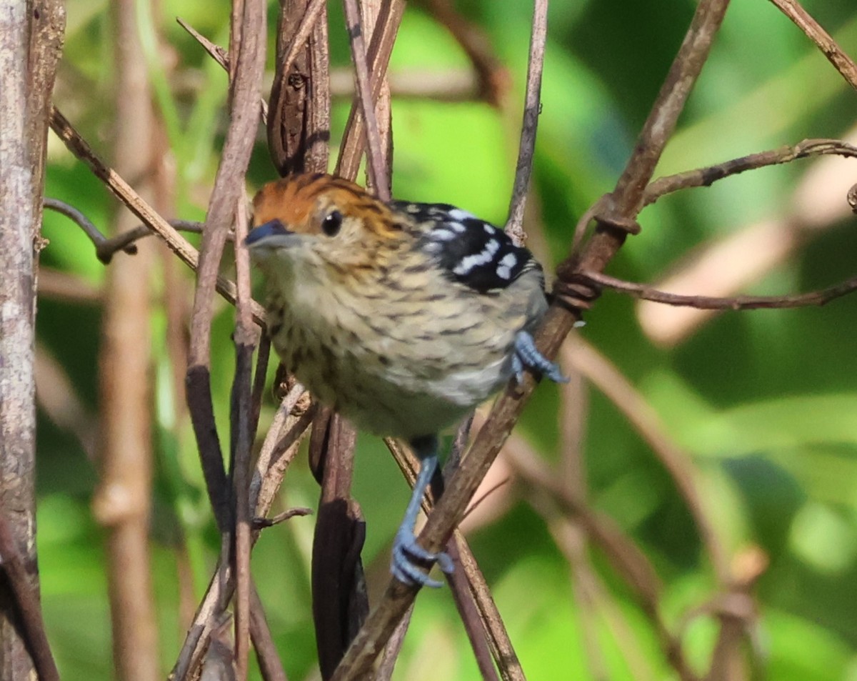 Amazonian Streaked-Antwren - ML637757484