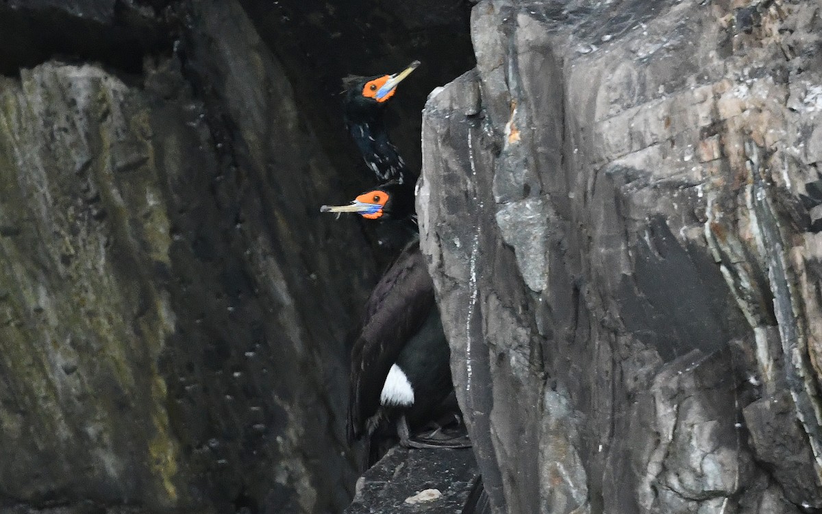 Red-faced Cormorant - ML637757491