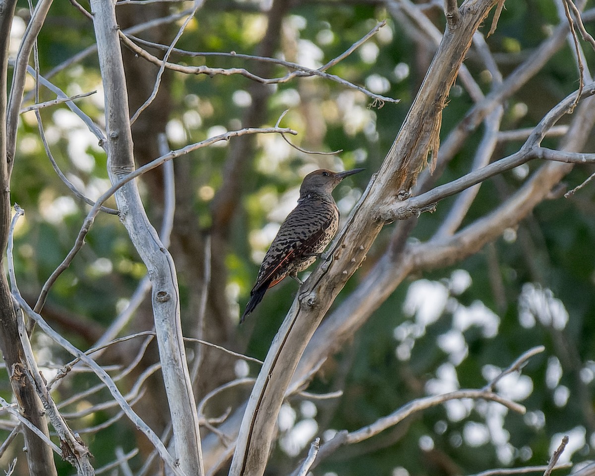 Northern Flicker - ML637757527