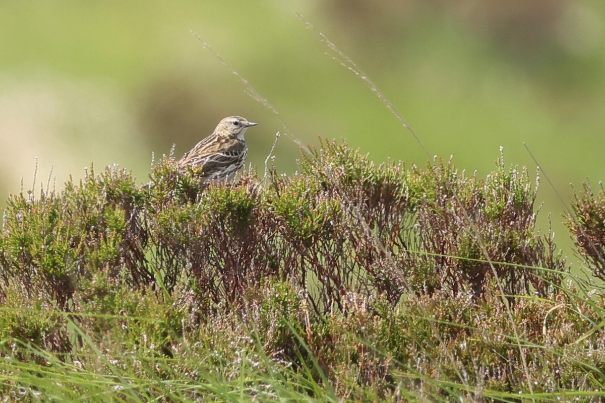 Meadow Pipit - ML637757535