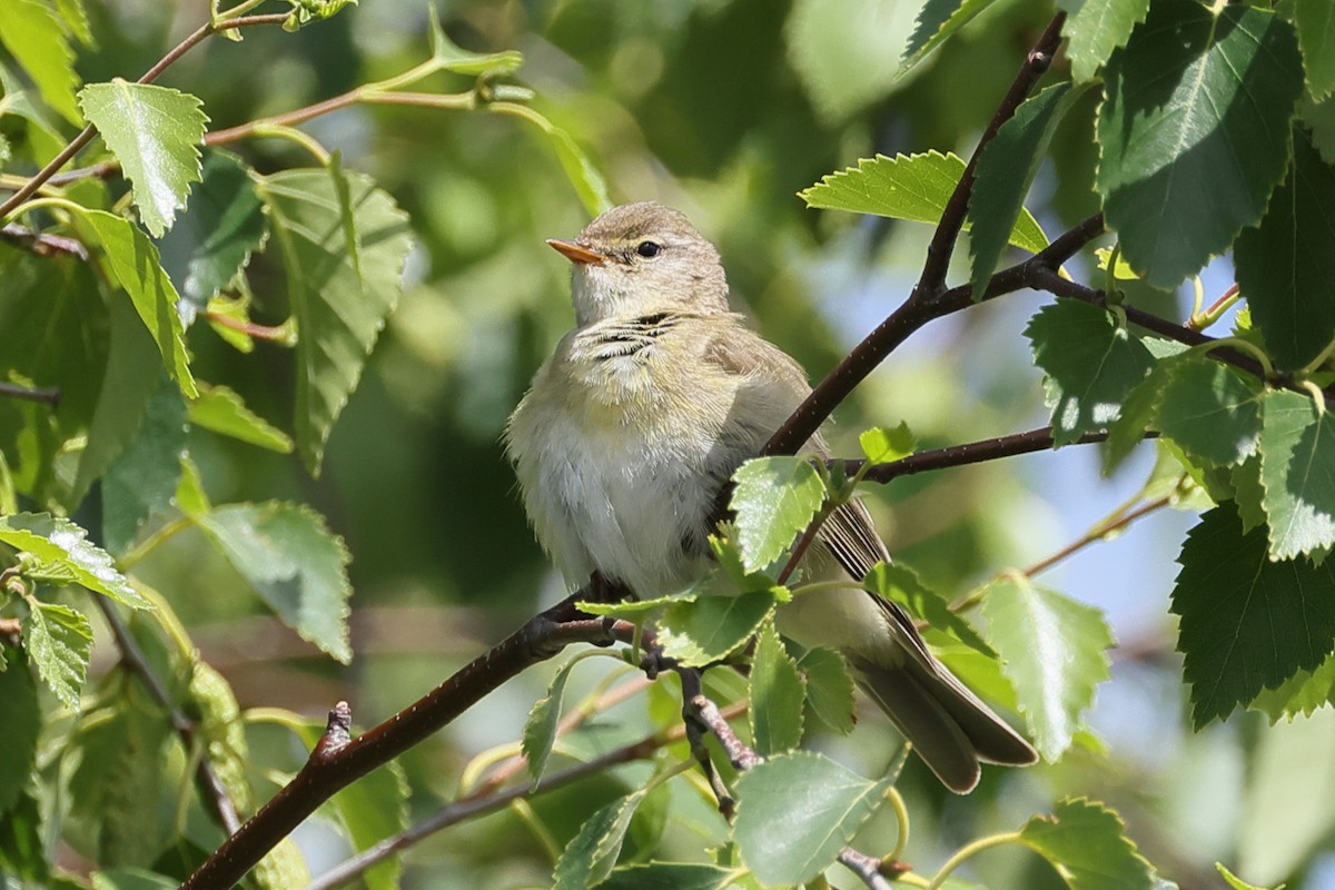Willow Warbler - ML637757548