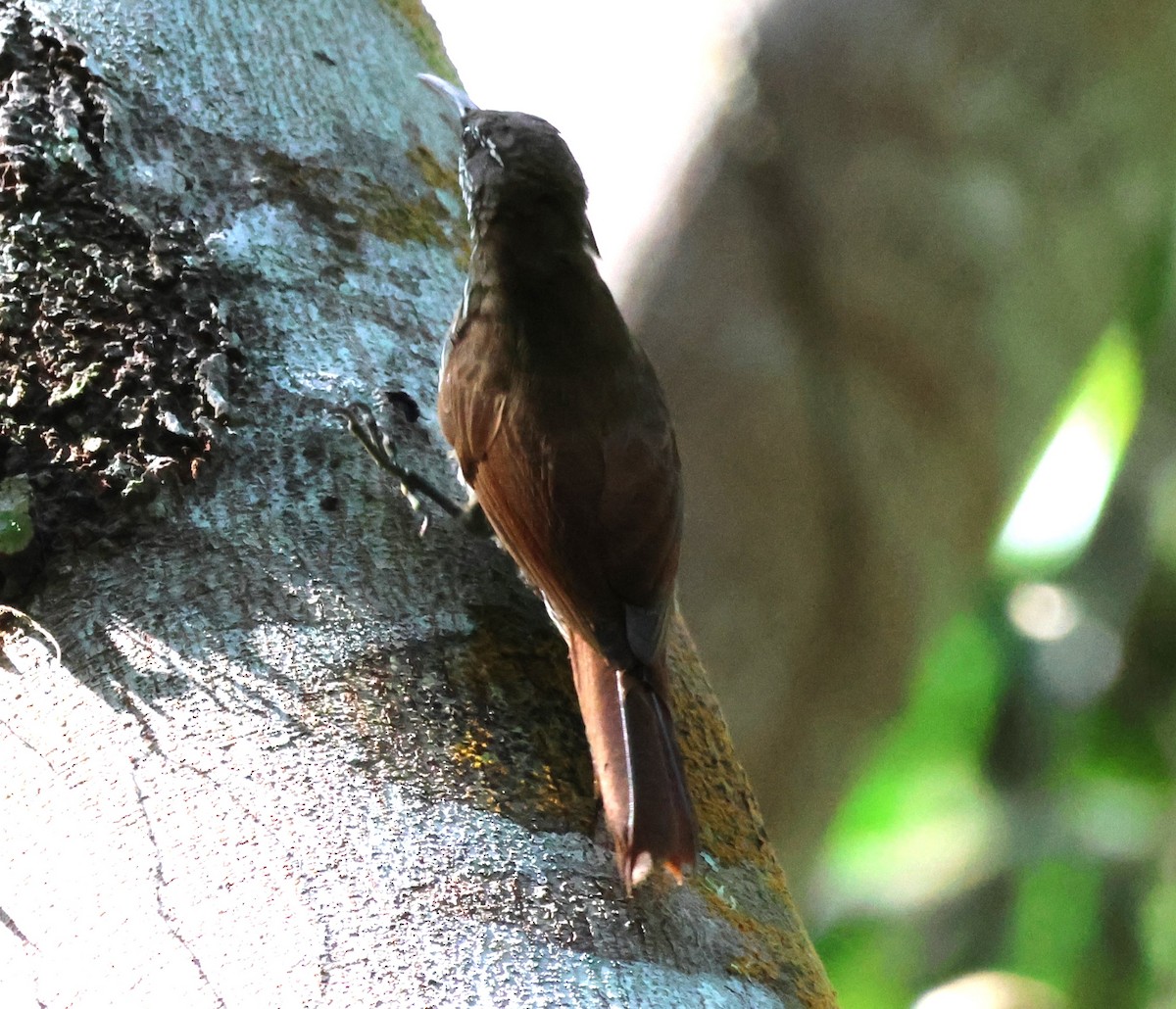 Dusky-capped Woodcreeper (Layard's) - ML637757554