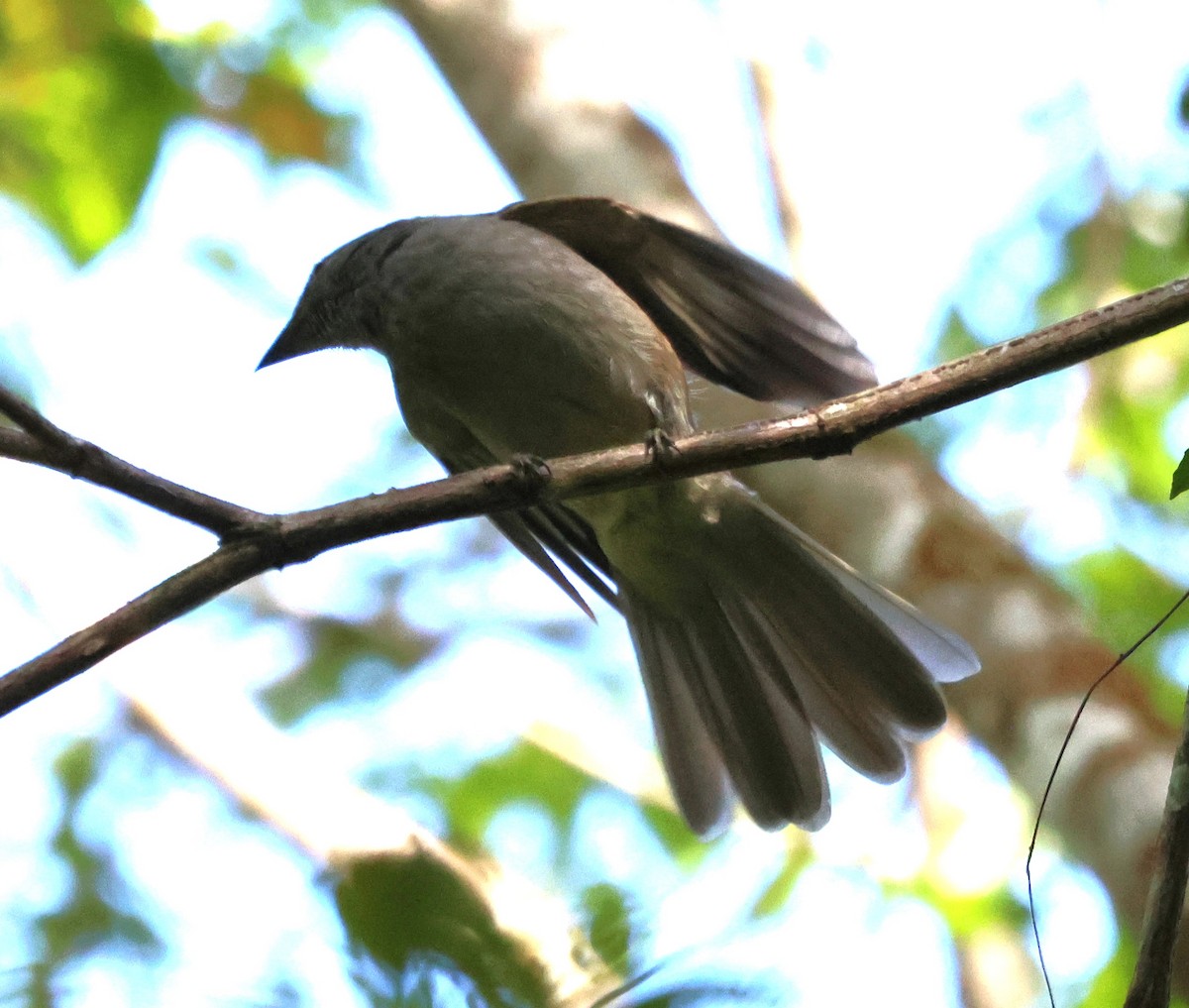 Screaming Piha - ML637757602