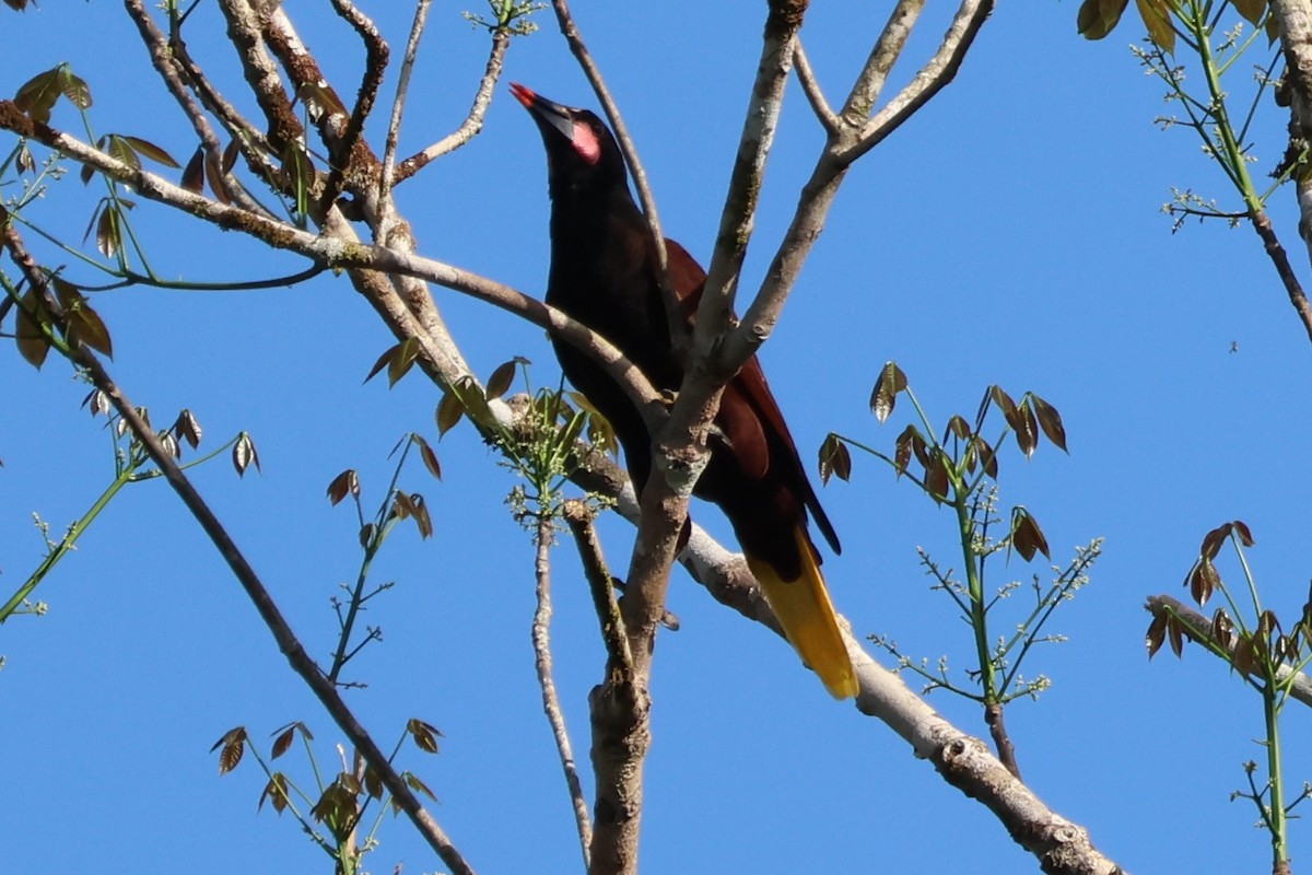 Olive Oropendola - ML637757681