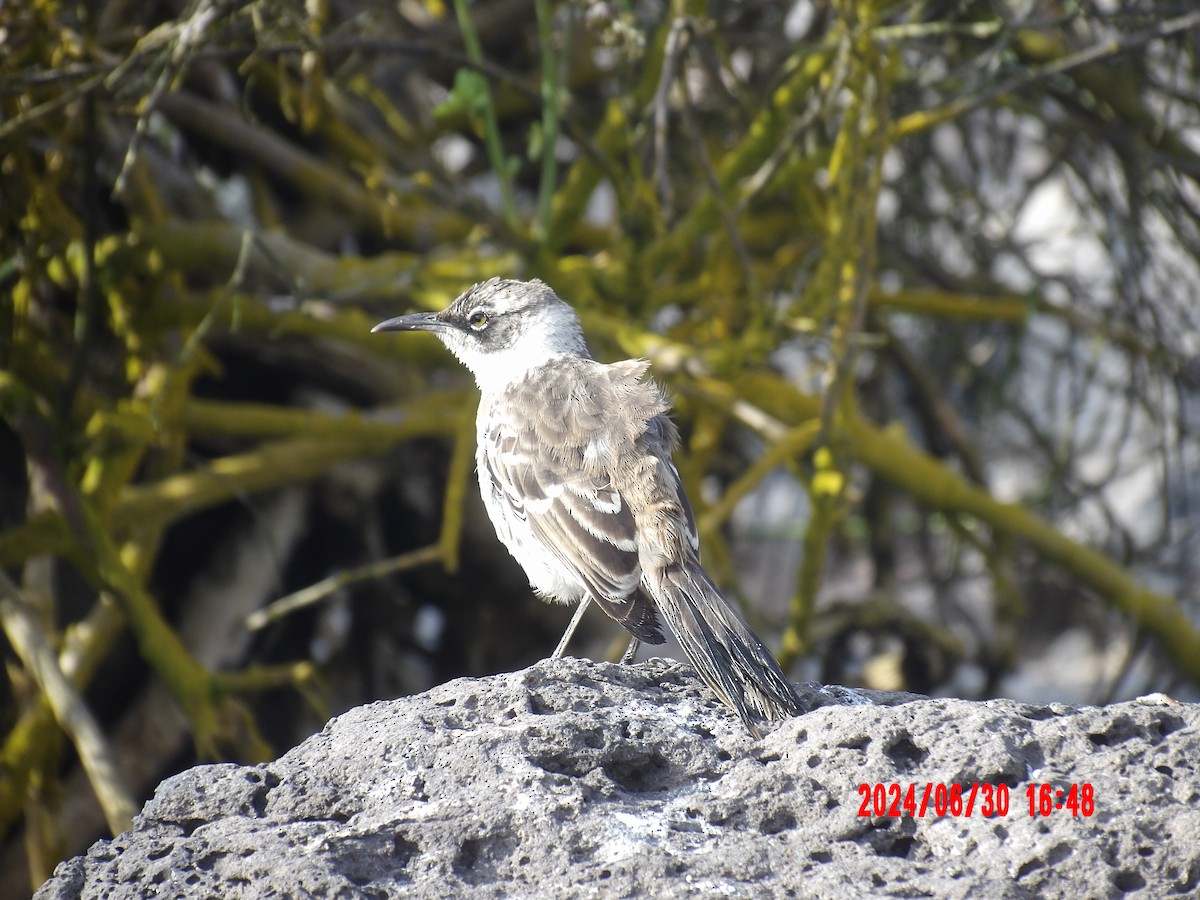 Galapagos Mockingbird - ML637757727