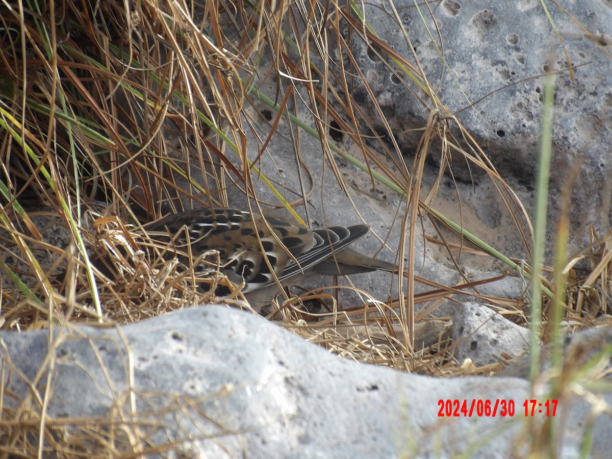hrdlička galapážská - ML637757750
