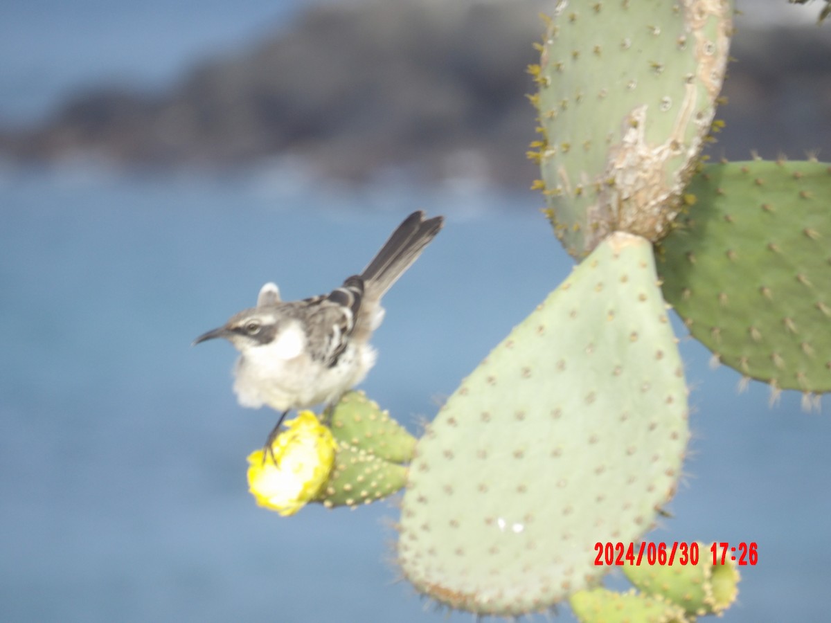 Galapagos Mockingbird - ML637757753