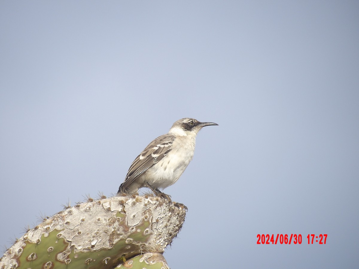 Galapagos Mockingbird - ML637757755