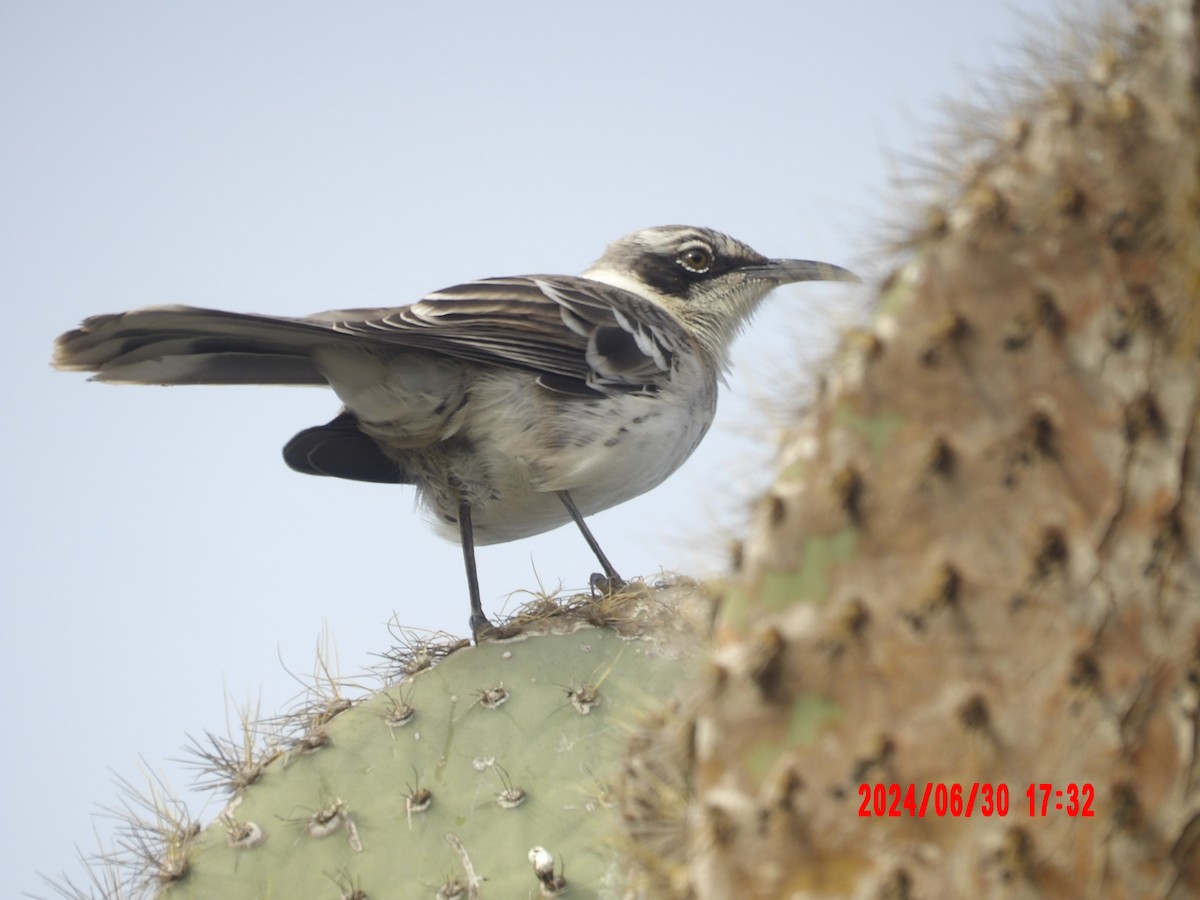 Galapagos Mockingbird - ML637757756