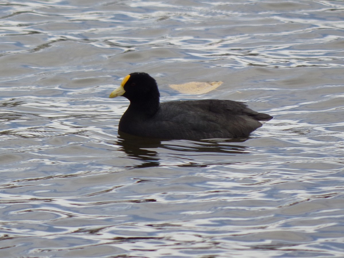 White-winged Coot - ML637757778
