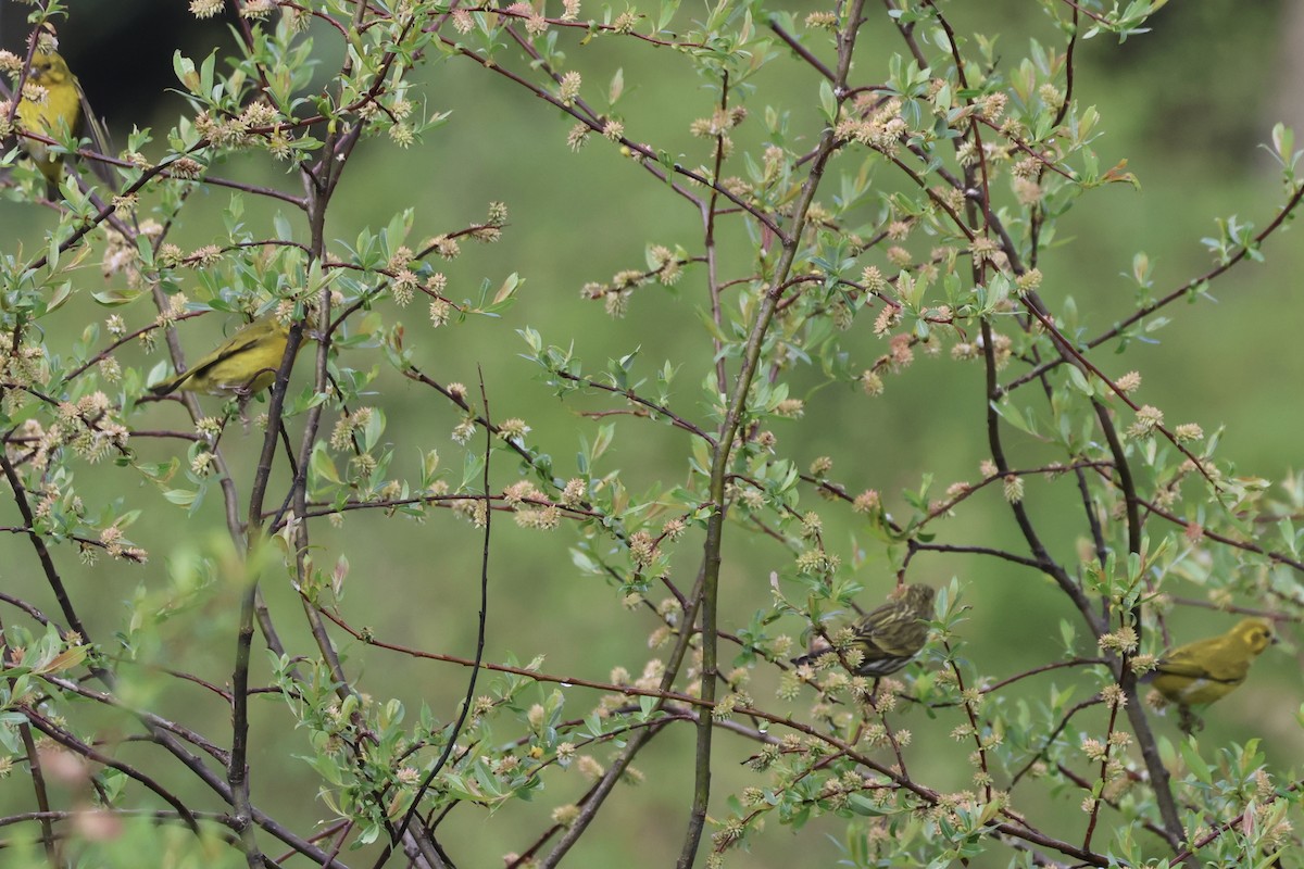 Tibetan Serin - ML637757792
