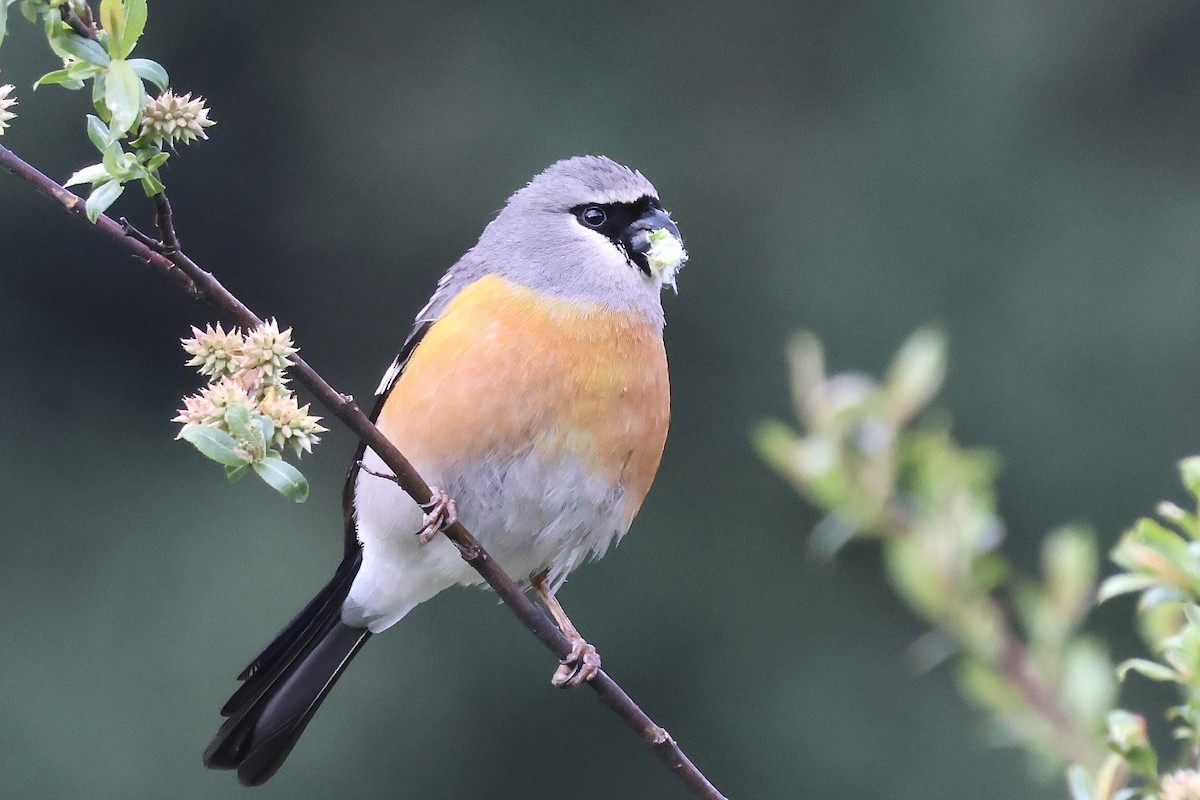 Gray-headed Bullfinch - ML637757808